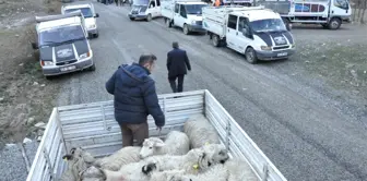 Gümüşhane'de Genç Çiftçilere Küçükbaş Hayvanları Dağıtıldı