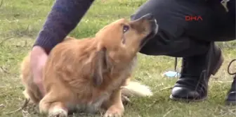 Zonguldak Öğretmen Dedektif Gibi İz Sürüp Öldürülen Köpeklerin Gömüldüğünü Tespit Ettirdi