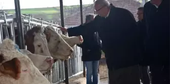 Başkan Albayrak, Büyükbaş Hayvan Dağıtım Etkinliğine Katıldı