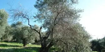 Zeytin Ağaçlarını Tehdit Eden Hastalığa Çare Aranıyor