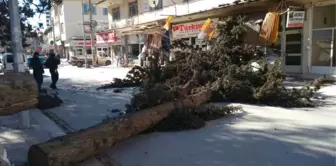 Denizli'de Fırtına Ağaçları Yerinden Söktü, İşyerlerinin Tentelerini Devirdi