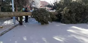 Fırtına Ağaçları Yerinden Söktü, İşyerlerinin Tentelerini Devirdi