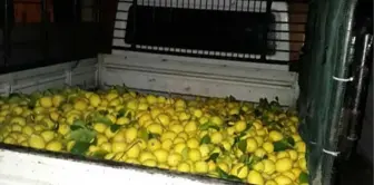 1 Ton Limon Çaldılar