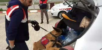 Jandarmadan Köpekli Yol Denetimi