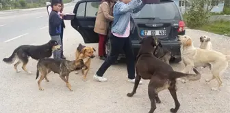 Öğrencileri ile Sokak Köpeklerine Sahip Çıktı