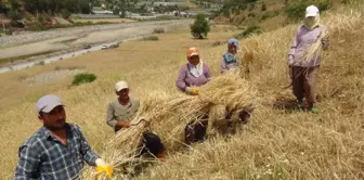 Antalya'da Yılın İlk Buğday Hasadı Başladı