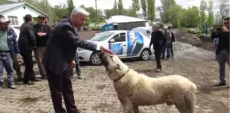 Kangallar, Veteriner Milletvekili Adayını Korkutmadı