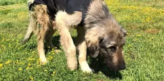 Yaralı Köpeğe Niğde Belediyesi Sahip Çıktı