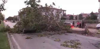 Seyir Halindeki Otomobilin Üzerine Ağaç Devrildi