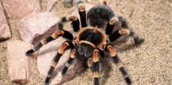 İnternetten Tarantula Satışı