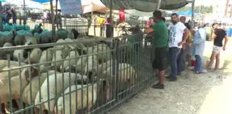 Kurban Pazarındaki Nakliyecilerin Zorlu Mesaisi - Mersin