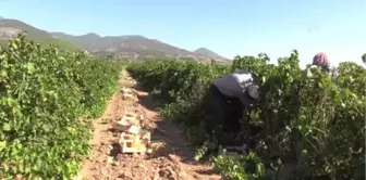 Hassalı Üzüm Üreticisini 'Hastalık' Üzdü - Hatay