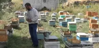 Arıları Telef Olan Genç Arıcıya Devlet Desteği