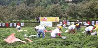 En Hızlı Çay Toplamak İçin Yarıştılar