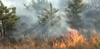 Mangal Ateşi Binlerce Çam Ağacını Kül Etti