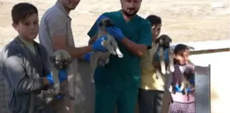 Yavru Köpeklere Öğrenciler Sahip Çıktı