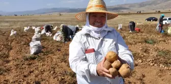 Köse'de Patates Hasadı Tarla Günü Yapıldı