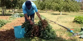 Menteşe'de Yer Fıstığı Üretimi Başladı