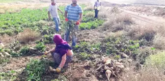 Yazıhan Ovasında Pancar Hasadı Başladı