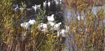 Kışın Vazgeçilmez Lezzeti Kazlar Kesim Öncesi Besiye Alındı