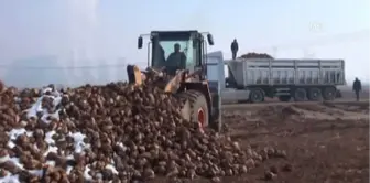 Kahramanmaraş'ta Şeker Pancarı Alımı Başladı