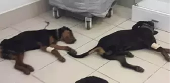 Avcıların Veterinere Götürdüğü Zehirlenen 4 Köpek Yaşatılamadı