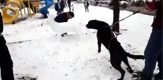 Köpek, Kardan Köpeğe Saldırmaya Çalıştı