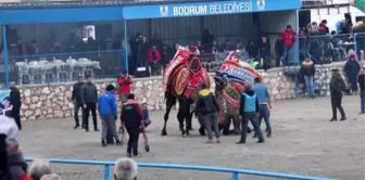 Bodrum Deve Güreşi Festivali