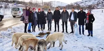 Sokak Hayvanları İçin Gönüllülerle İşbirliği