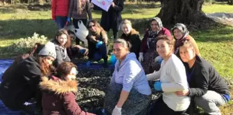 Lösemili Çocuklar İçin İmece Usulü ile Zeytin Hasadı Yaptılar