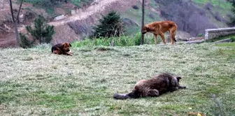 Trabzon'da Bir Mahallenin Başı Köpeklerle Dertte