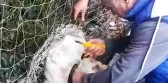 Nefessiz Kalan Sokak Köpeğini Tesis Sorumlusu Kurtardı