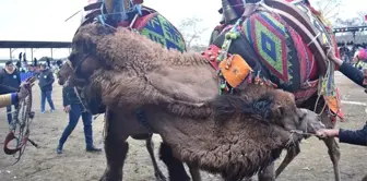 Havran Deve Güreşlerine Ev Sahipliği Yaptı