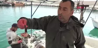 Mersin'de Zehirli Aslan Balığı Yakalandı