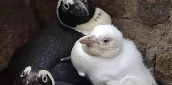 Polonya'da Dünyaya Gelen Albino Penguen İlk Kez Ziyaretçilerle Buluştu