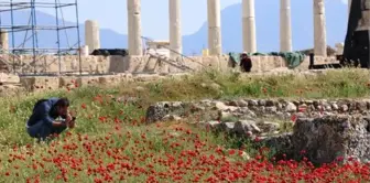 Antik Kent Laodikya, Kır Çiçekleriyle Rengarenk