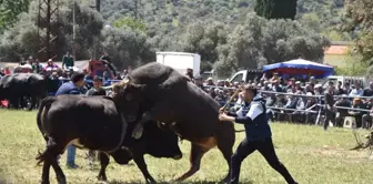 Milas'ta Boğalar Güreşti