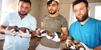 Sarıgöl'de Bir Köpek 18 Yavru Doğurdu