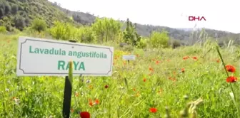 Muğla Aromatik Bitki Merkezi Mahallede Kalker Ocağı Tepkisi