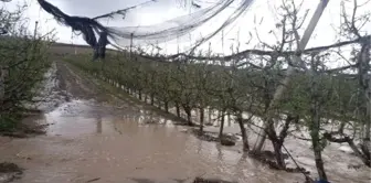 Niğde'de, Dolunun Vurduğu Meyve Bahçelerinde Hasar Tespiti