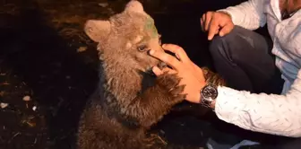 Sevimli Ayı 'Yogi' Bursa Yolcusu