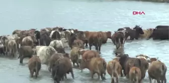 MUŞ Hayvanlar, Karasu Nehri'ni yüzerek meraya ulaşıyor