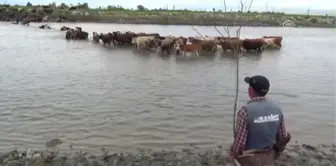 Muş'ta hayvanların nehirdeki yolculuğu