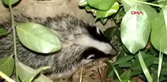 Nesli tükenme tehlikesi yaşayan porsuk, ilk kez bu kadar net görüntülendi