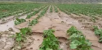 Nevşehir'de 140 bin dekar tarım arazisi zarar gördü