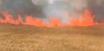 Silivri'de 6 dönümlük buğday tarlası yandı