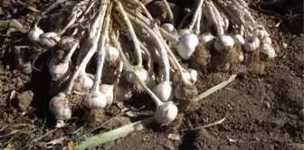 Balıklardaki mantar hastalığına 'sarımsak' deva olacak