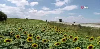 Ayçiçeği tarlaları hem göze hem de cebe iyi geldi