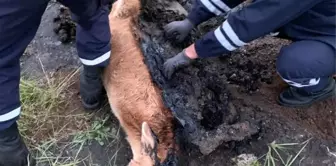 Bataklığa saplanan buzağı güçlükle kurtarıldı