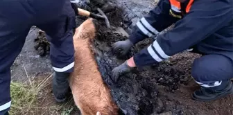 Bataklığa saplanan buzağı güçlükle kurtarıldı